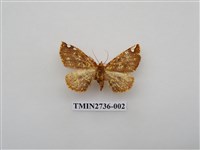 藏品(尺蛾292)的圖片